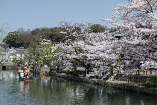 Serene view of cherry blossoms along Kurashiki canal with a boat ride in spring.