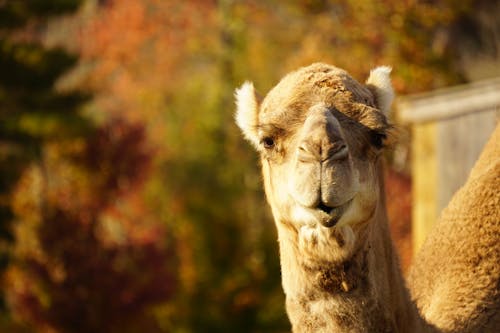 Close-up of a Camel