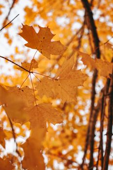 Vibrant golden maple leaves in autumn, capturing the essence of fall season.