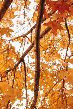 Bright autumn maple leaves on a tree branch, showcasing the beauty of fall.