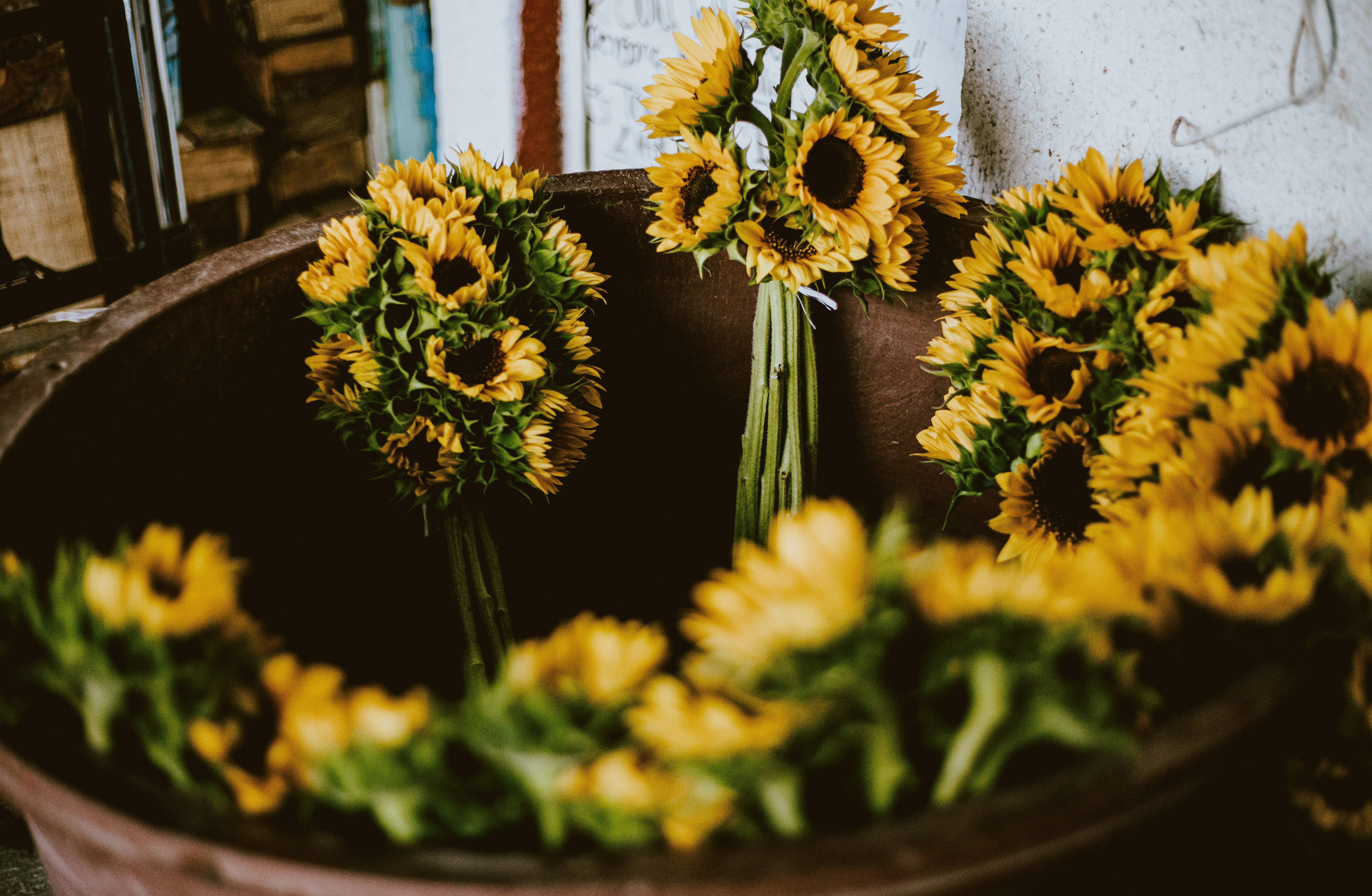 A bright bunch of sunflowers wrapped in brown paper