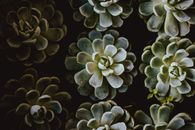 绿色肉质植物的扁平化美学，展现了对称与自然的图案