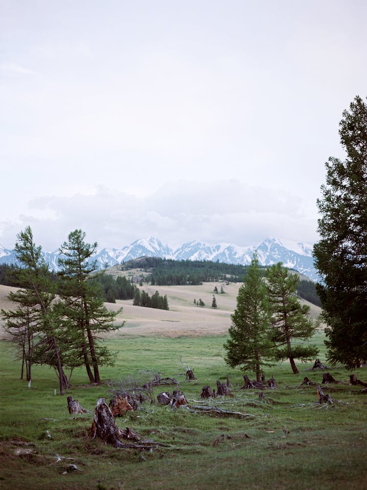 Vast Mountainous Forested Valley With Tree Stumps