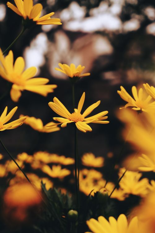 Free Close-up shot of vibrant yellow euryops flowers blooming in a garden, perfect for nature photography. Stock Photo