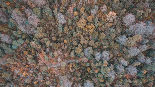 Overhead View of Trees in Woodland