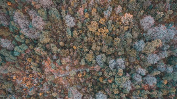 Breathtaking aerial view of a dense forest in autumn, showcasing vibrant foliage.