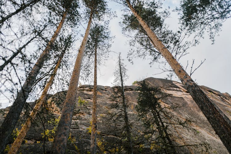 Tall Trees Near Mountain Cliff