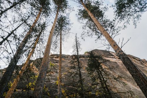 Free Upward view showing tall trees against a rocky cliff and sky. Stock Photo