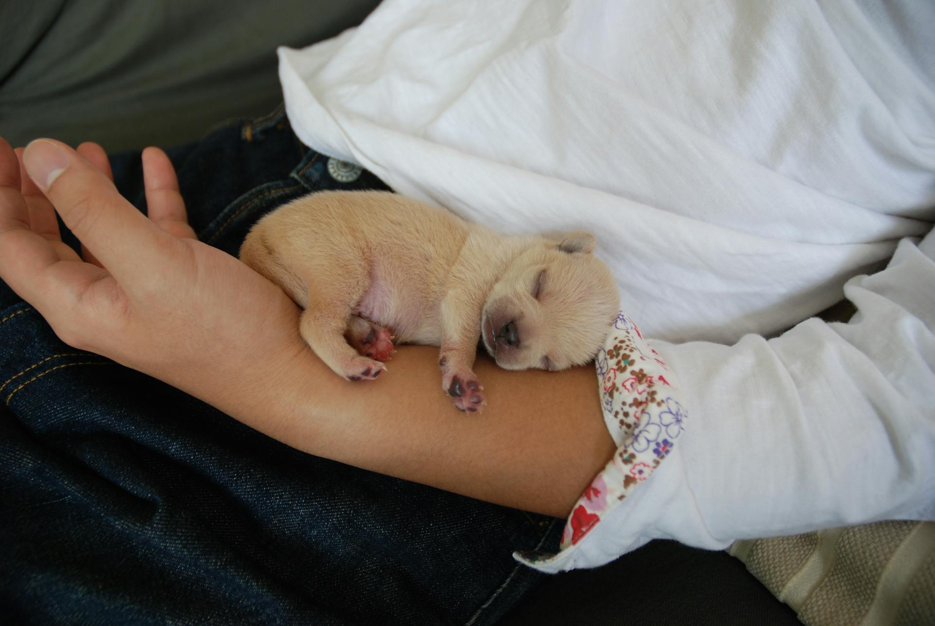 Brown Puppy Sleeping on a Person's Arm