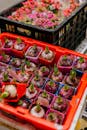 Plastic Crates with Seedlings and Flowers