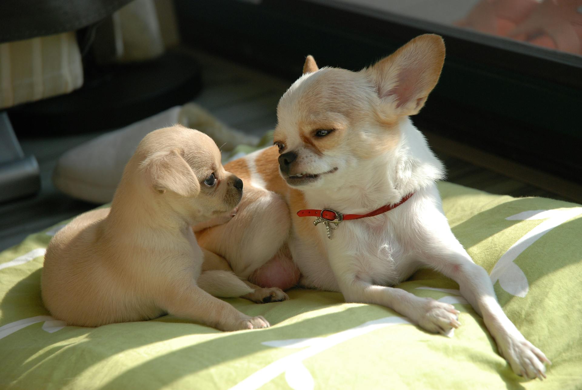 Cute Dogs Lying on Bed