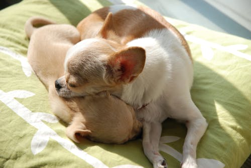 Free stock photo of baby dog, chihuahua, dog