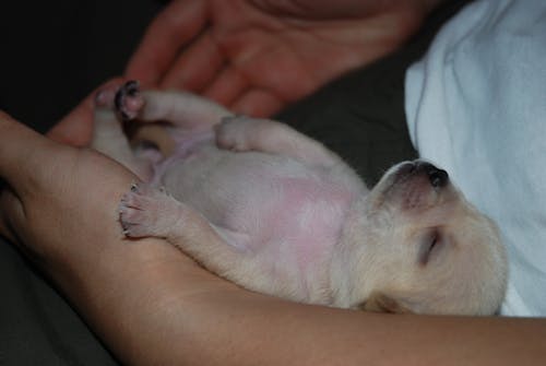 Free stock photo of baby dog, chihuahua, cute dog Stock Photo