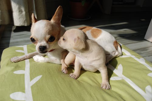 Free stock photo of baby dog, chihuahua, dog Stock Photo
