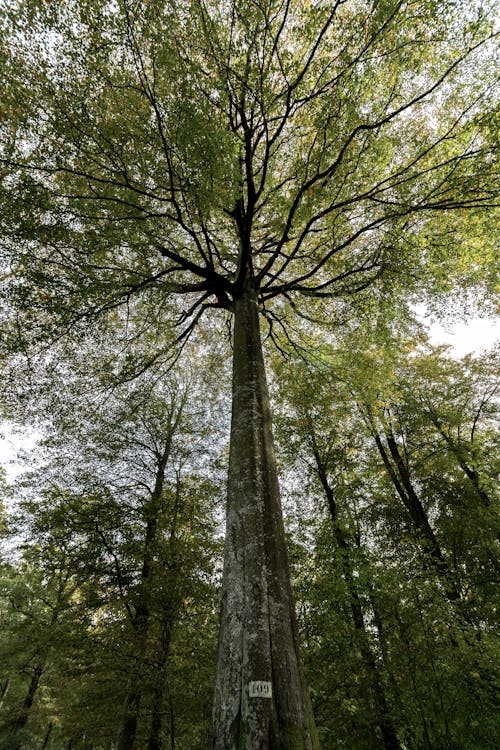 Low Angle View of a Tall Tree