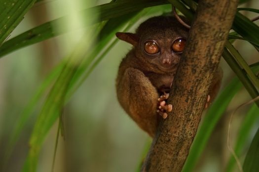 Brown and Black Monkey on Brown Tree Branch