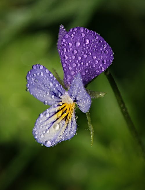 Fotobanka s bezplatnými fotkami na tému exteriéry, fialový kvet, flóra