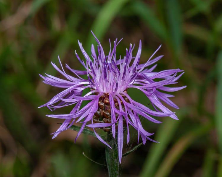 Close Up Of Purple Cornflower