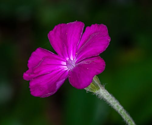 Close Up of Purple Flower