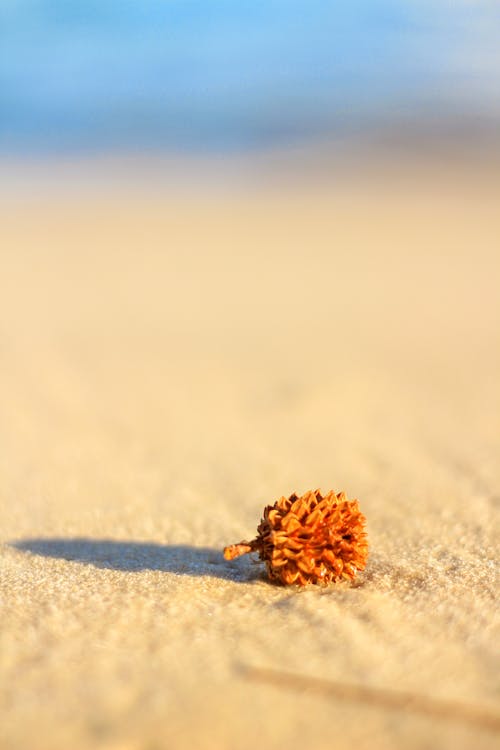 Foto profissional grátis de à beira-mar, areia, fechar-se