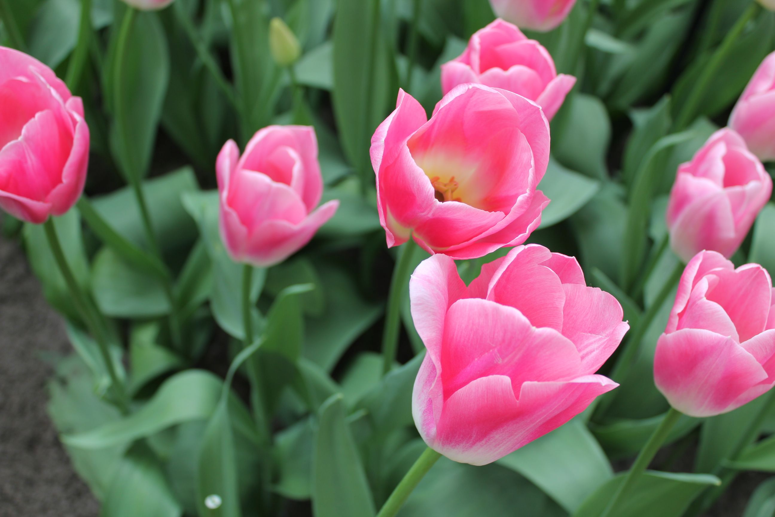 Pola tulipanów Keukenhof