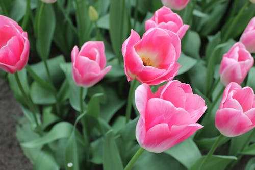 무료 꽃, 꽃이 피는, 분홍색의 무료 스톡 사진