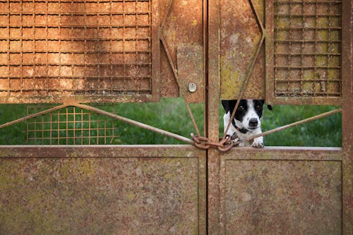 Free stock photo of gate