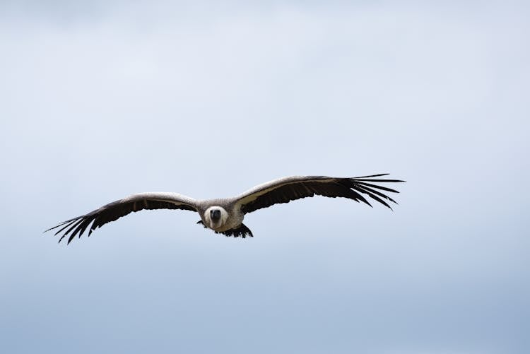 Bird Soaring In The Sky 