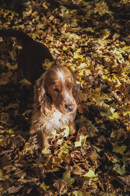 Gratis lagerfoto af blade, cocker-spaniel, dyr