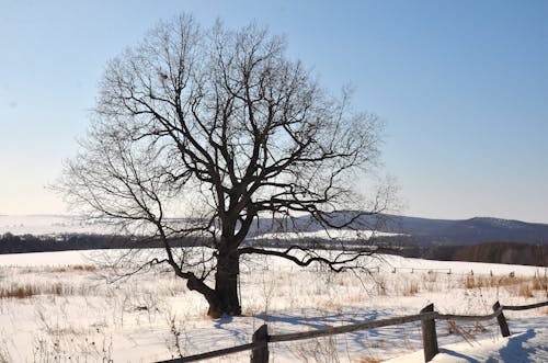 Bare Tree on White Snow Covered Field