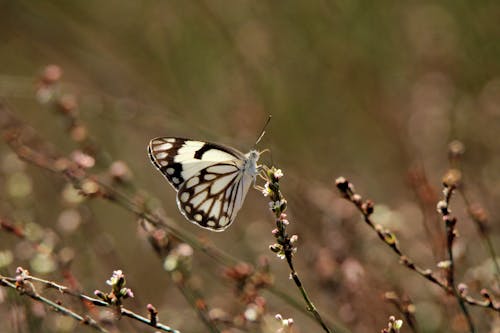 Free White and Brown Butterfly Perched on Flower Stock Photo