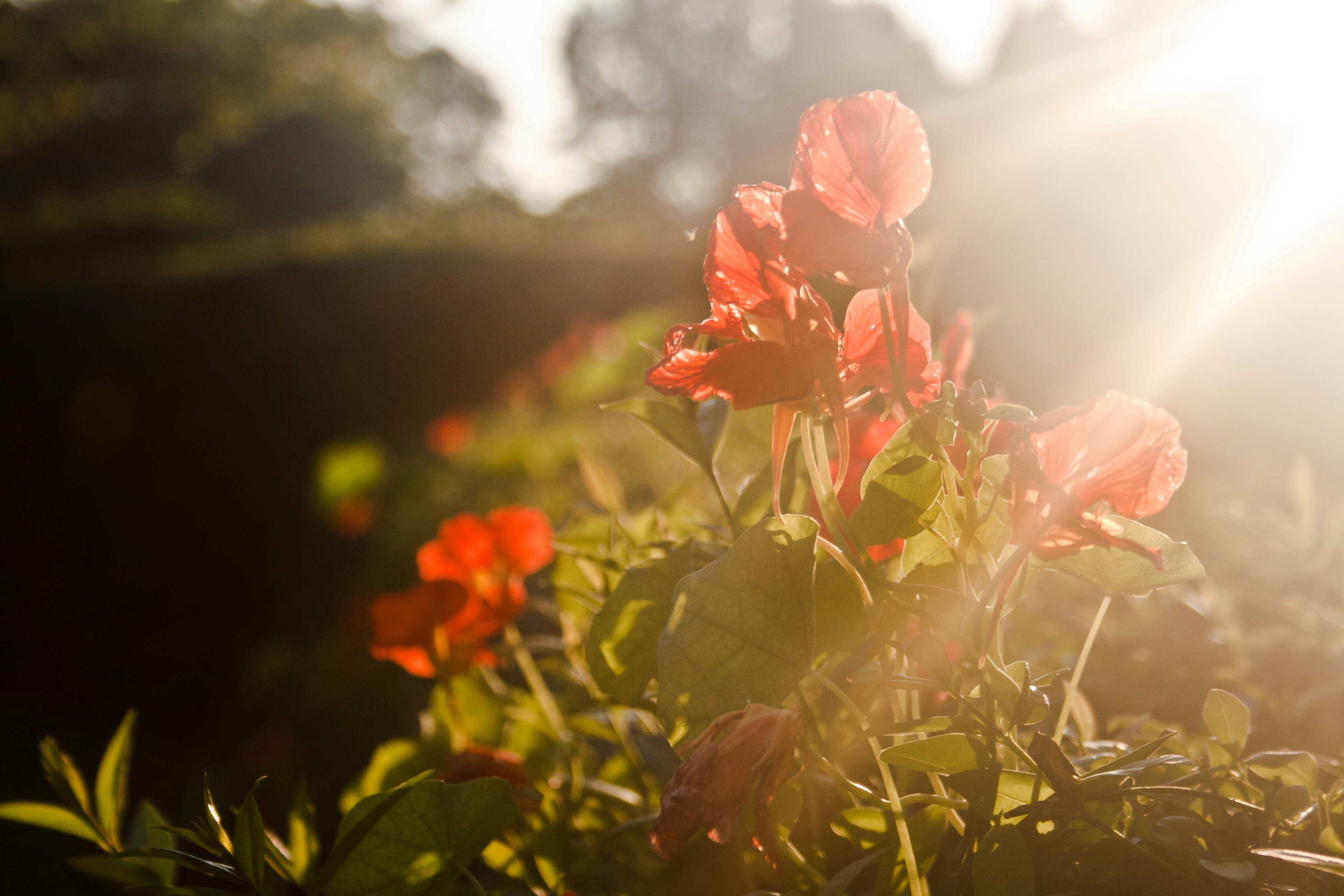 light and flower