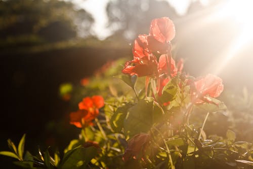 Red flowers & sunset light