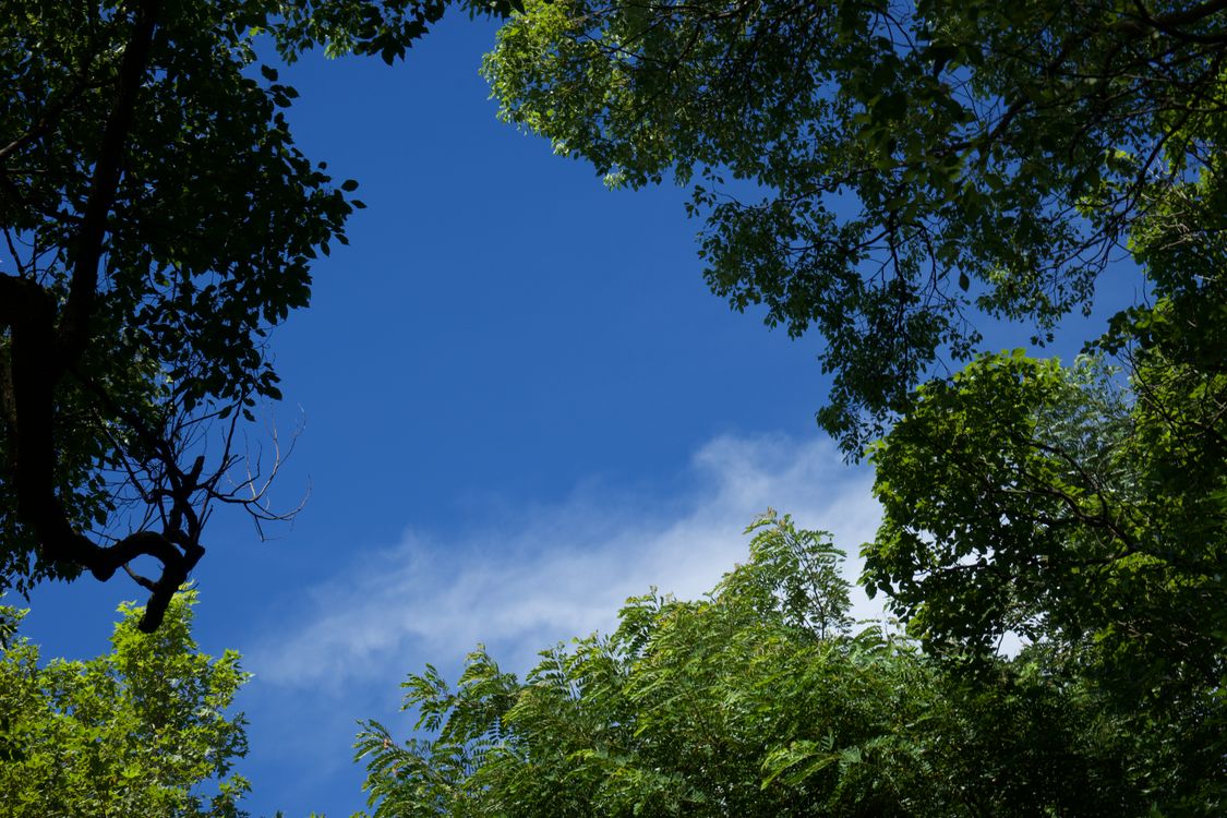 Trees Under the Beautiful Blue Sky · Free Stock Photo