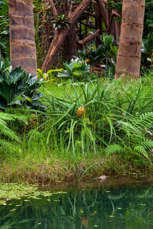 Fotobanka s bezplatnými fotkami na tému džungľa, jazierko, kmene stromov