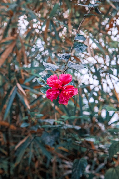 Pink Flower with Leaves