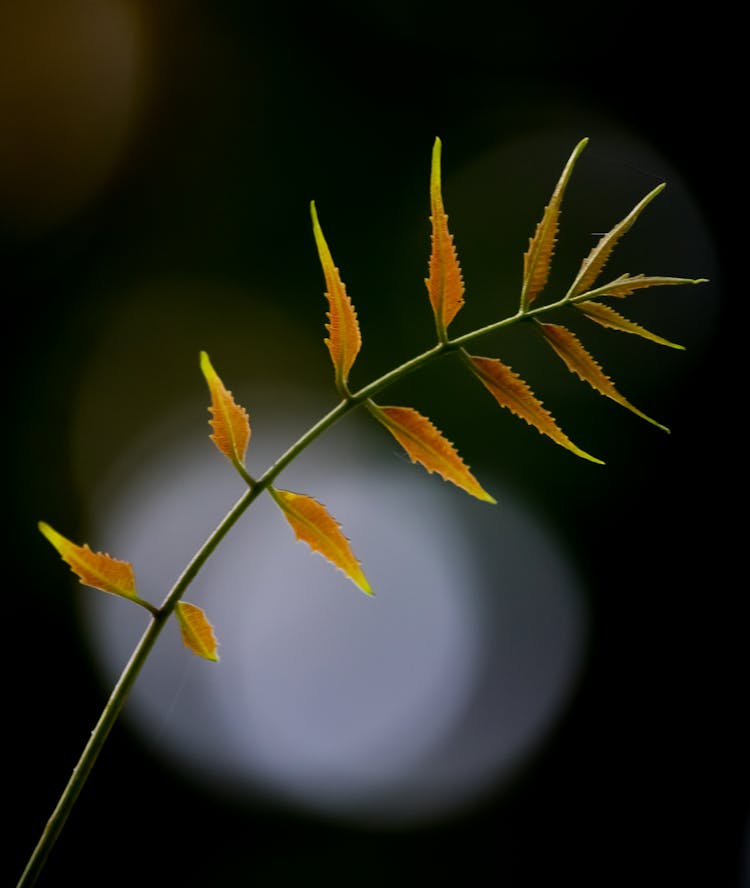 Close-Up Shot Of A Brown Neem Leaf