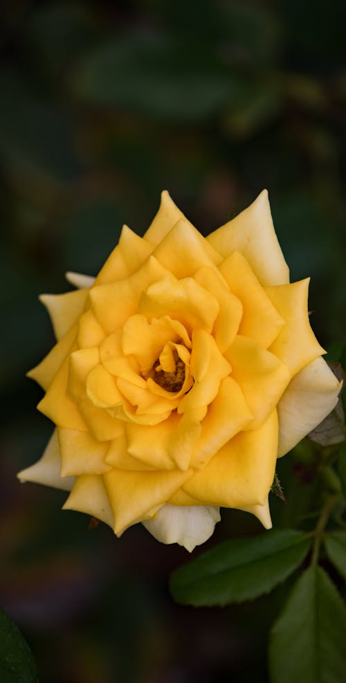 A Yellow Rose in Bloom