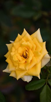 A vibrant yellow rose in full bloom, showcasing its delicate petals and rich color. Ideal for floral themes.