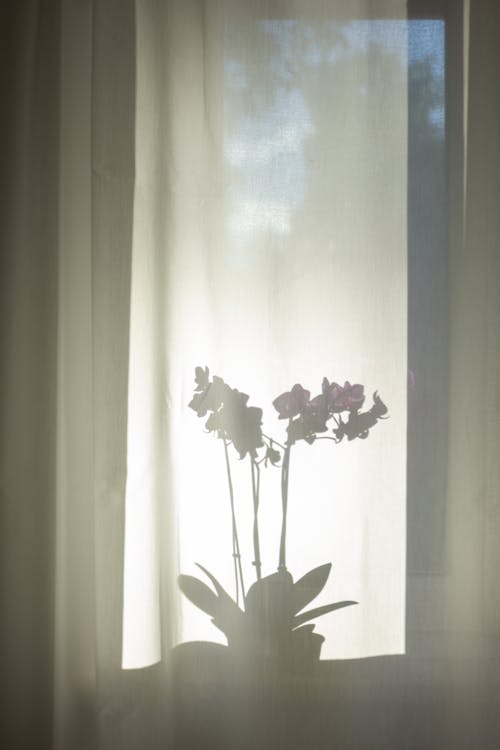 Free Shadow of a Plant on the Curtain  Stock Photo
