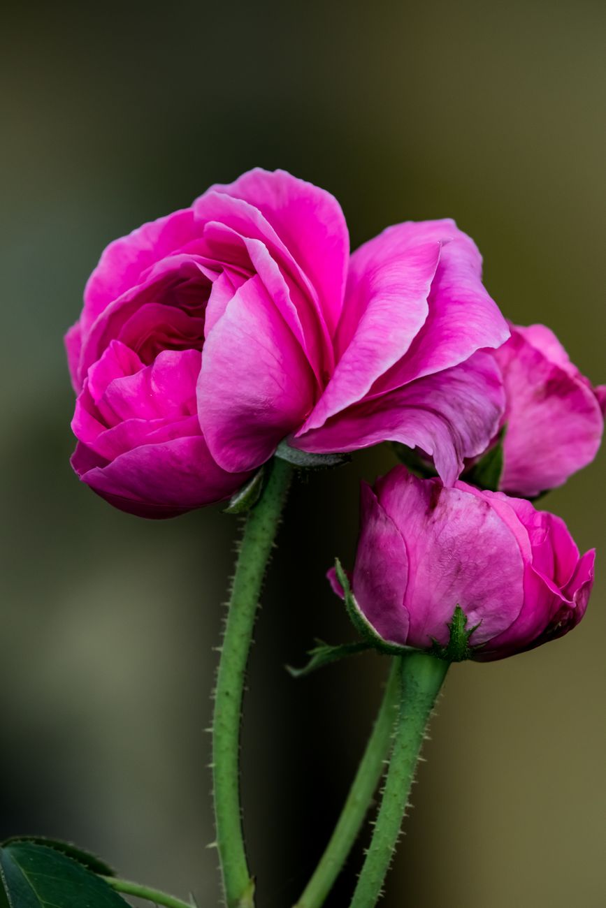 close up strong rose stem vs weak rose stem with large bloom