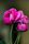 pink rose