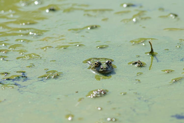 Frog Lurking From Swamp