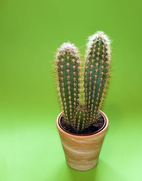 Plante De Cactus Sur Pot Brun