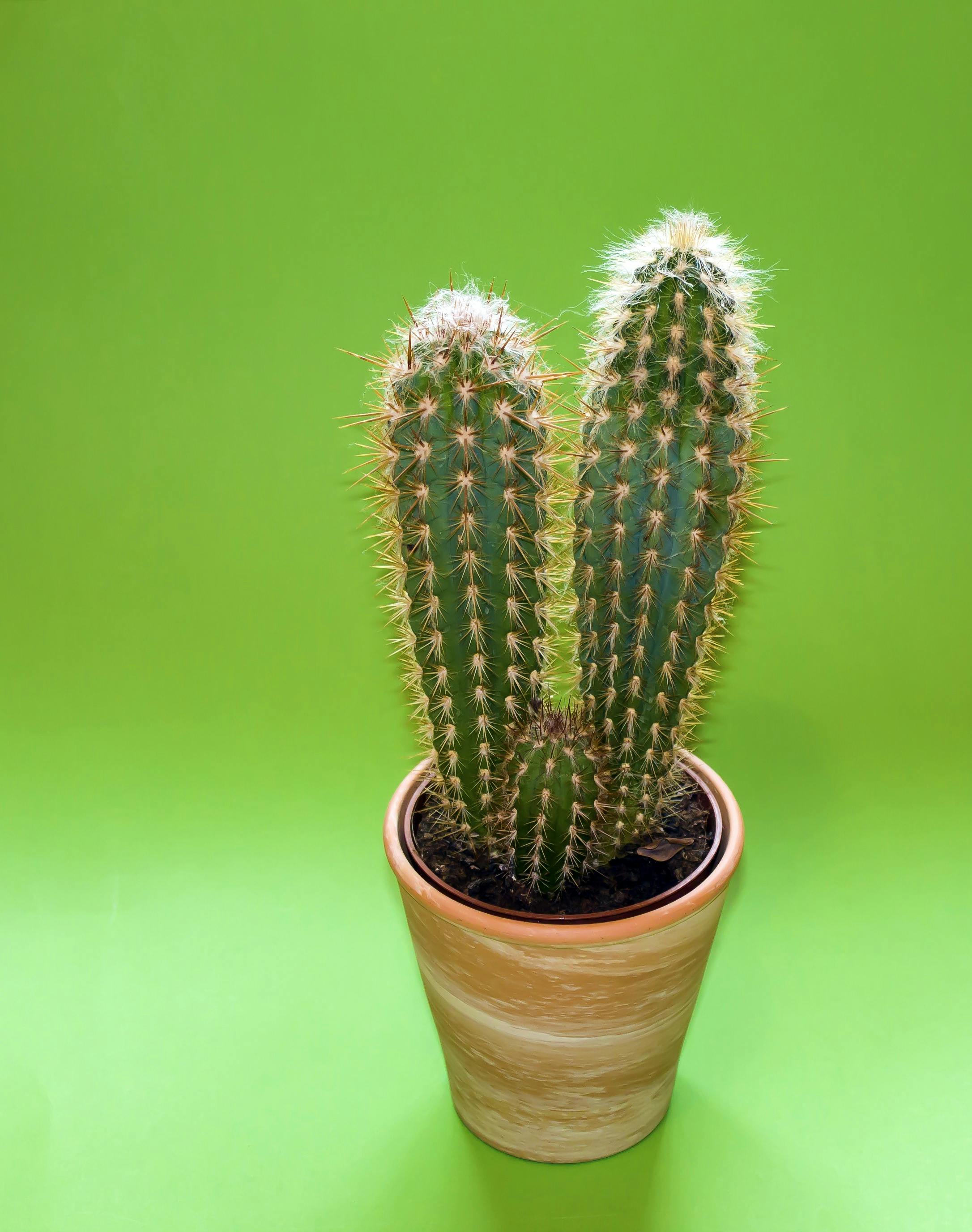 Cactus Plant on Brown Pot · Free Stock Photo