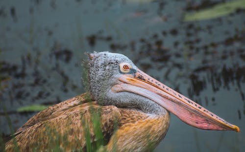 Spot Billed-Pelican in Close-up Photography