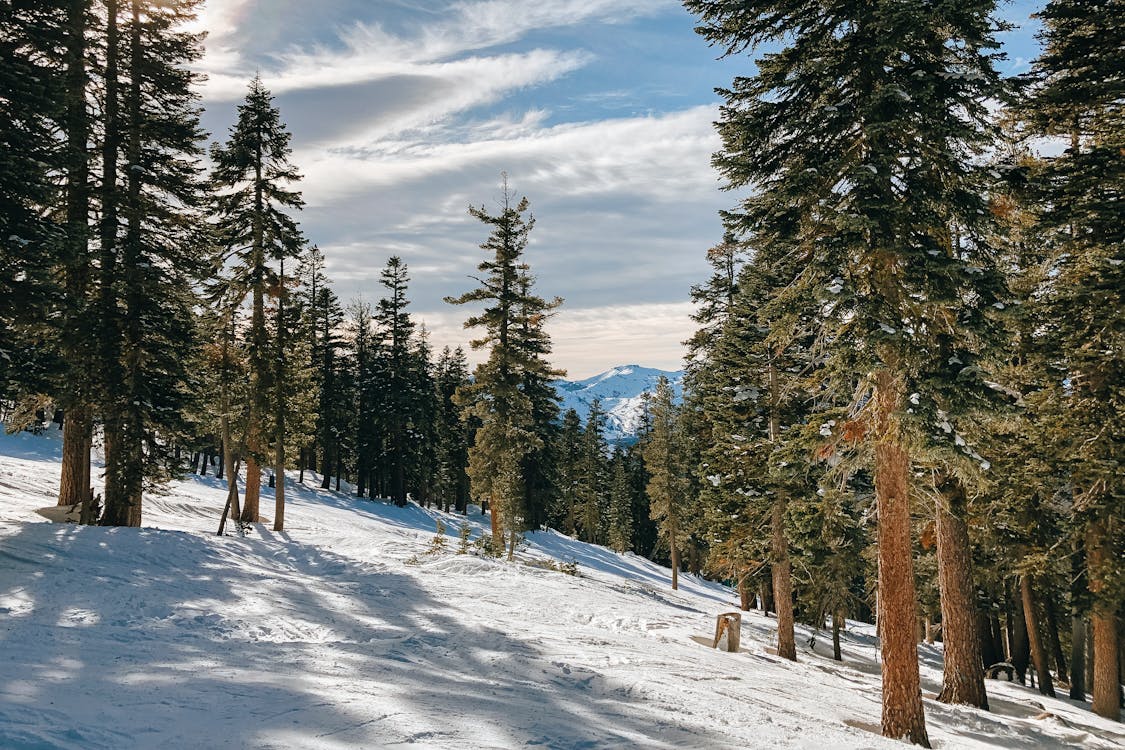 Coniferous trees growing on snowy slope