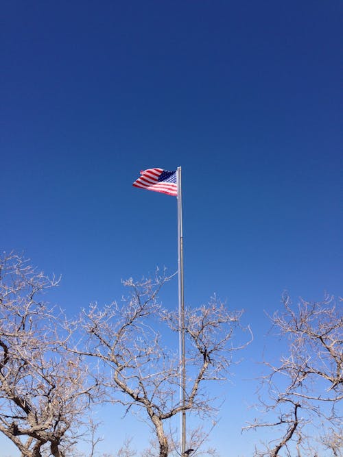 Foto d'estoc gratuïta de arbres, àrid, bandera dels eua