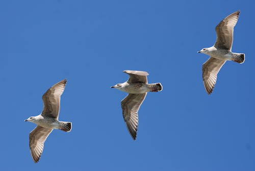 Three Seagulls flying under Blue Sky 