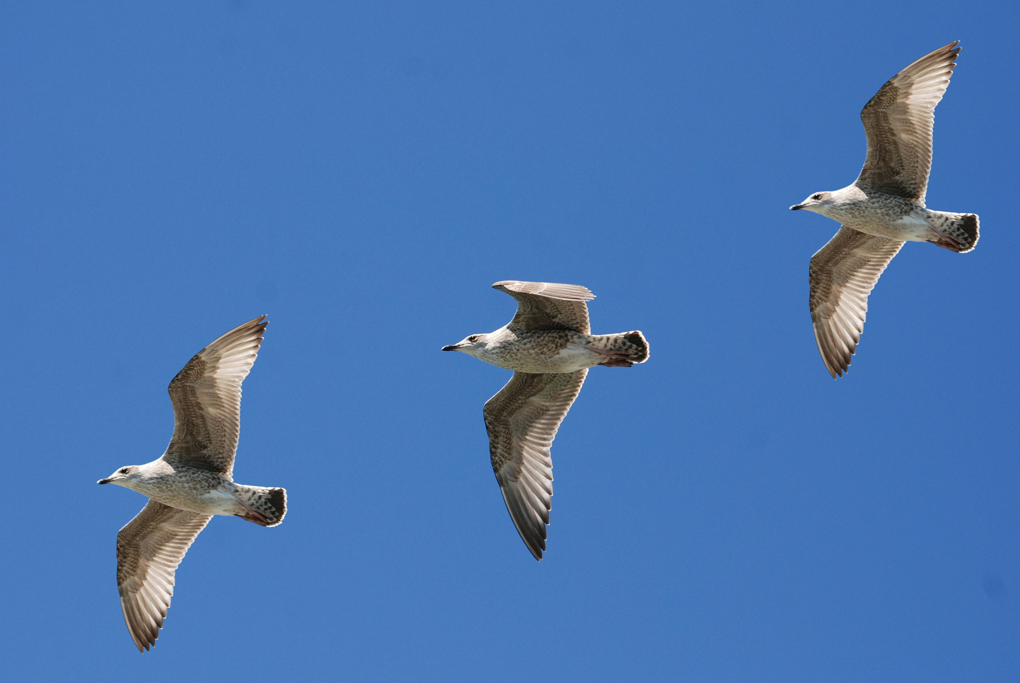 3 Pájaros Blancos Volando Bajo Un Cielo Azul · Fotos de stock gratuitas